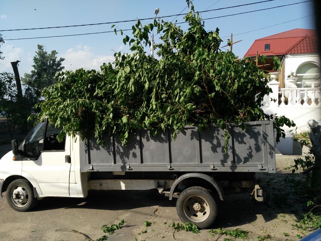 Спил,распил деревьев,вывоз листьев,веток,