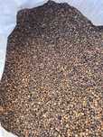 Wyka jara w big bag od 1000 kg