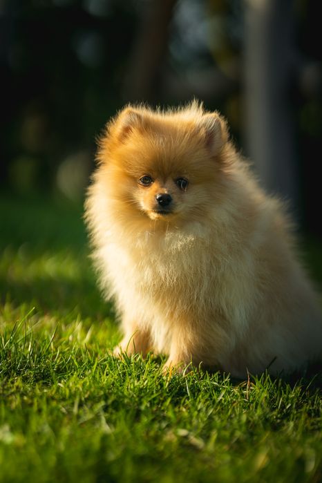 Pies szpic miniaturowy pomeranian
