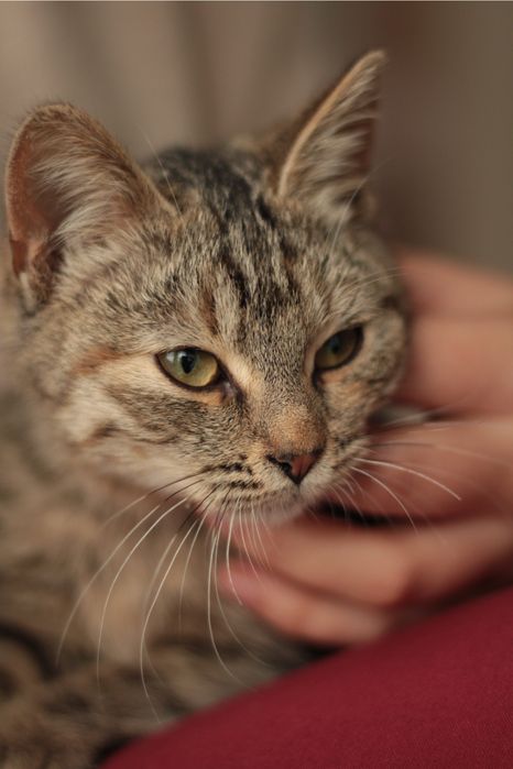 Тактильна кішечка в добрі руки