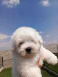 Coton de Tulear - pies