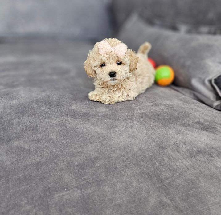 Słodka Dziewczynka Maltipoo