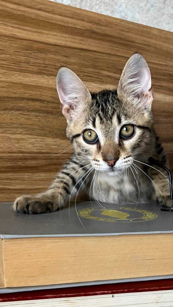 Котенок Смурфик ищет дом