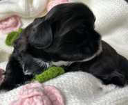 Shih tzu chlopiec samiec czarny bialy z genem blue
