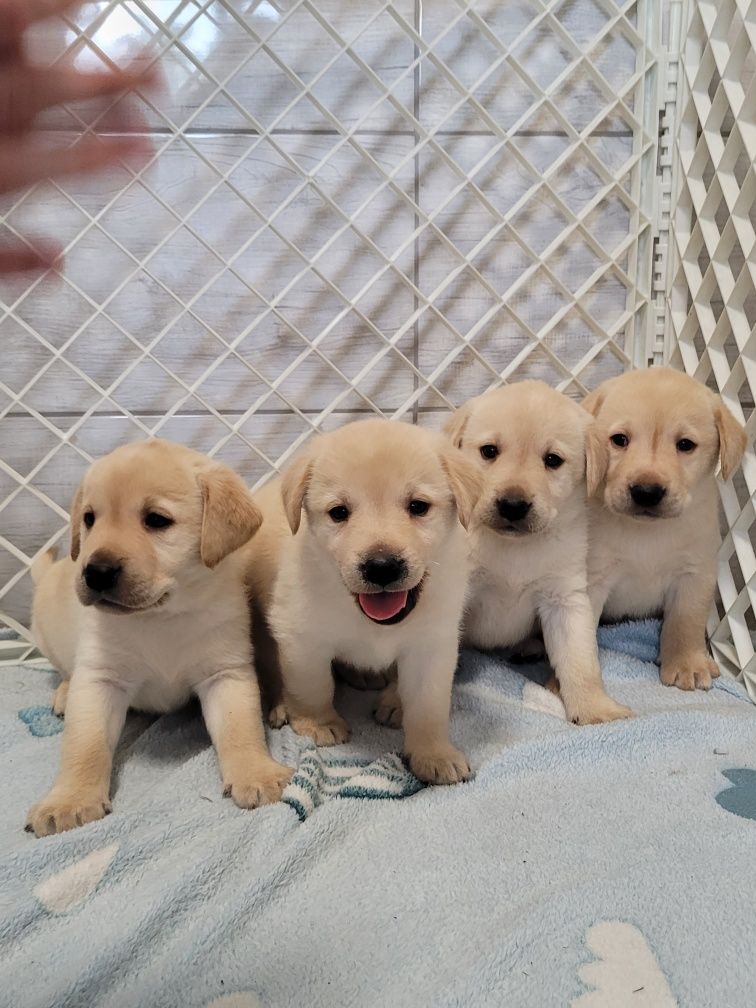 Labrador Retriever Szczeniak Biszkopt