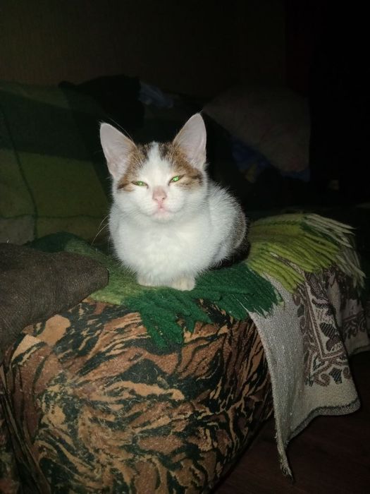 Киця Нюся 4 міс+безкоштовна стерилізація