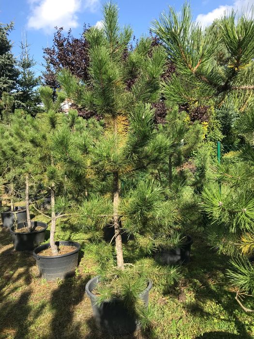 Sosna Czarna 'Pinus Nigra' wys ok. 180-200cm