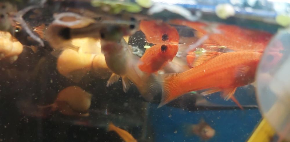 Sprzedam mieczyki , neony, pokarm
Neon - 3zl
Pokarm mrożony fi