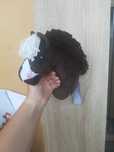 Hobby horse a5 opis