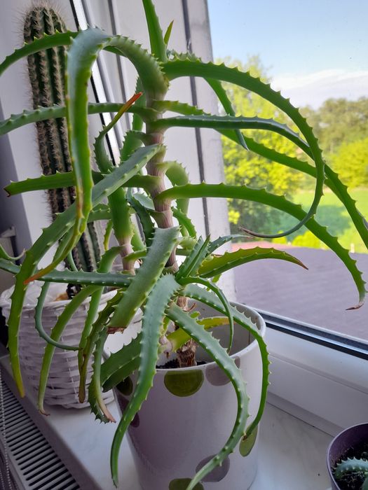 Aloes drzewiasty leczniczy sadzonki ukorzenione