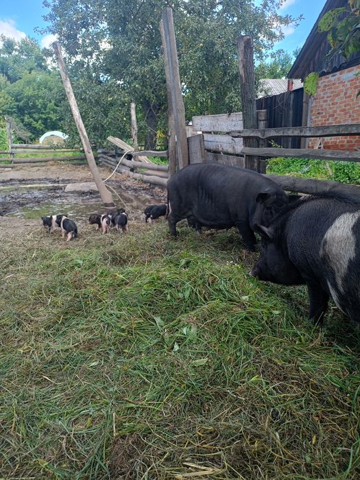 Продам поросят порода Мангал