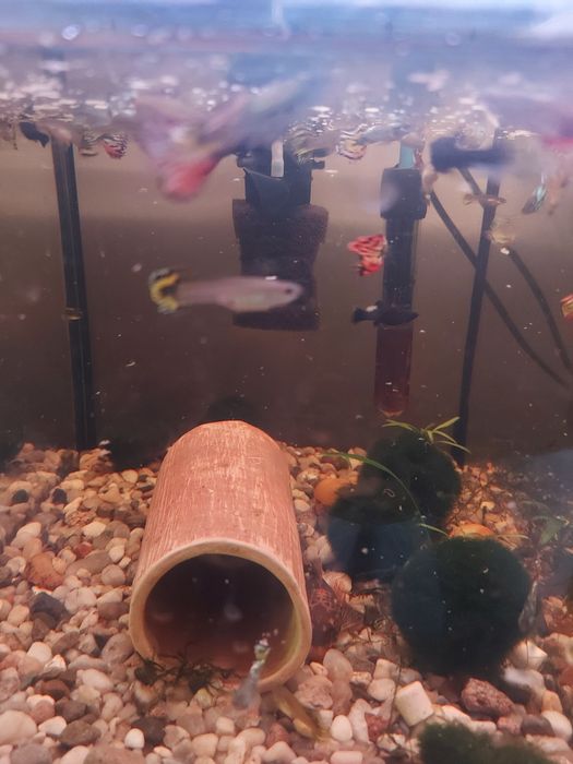 Sprzedam gubiki samce