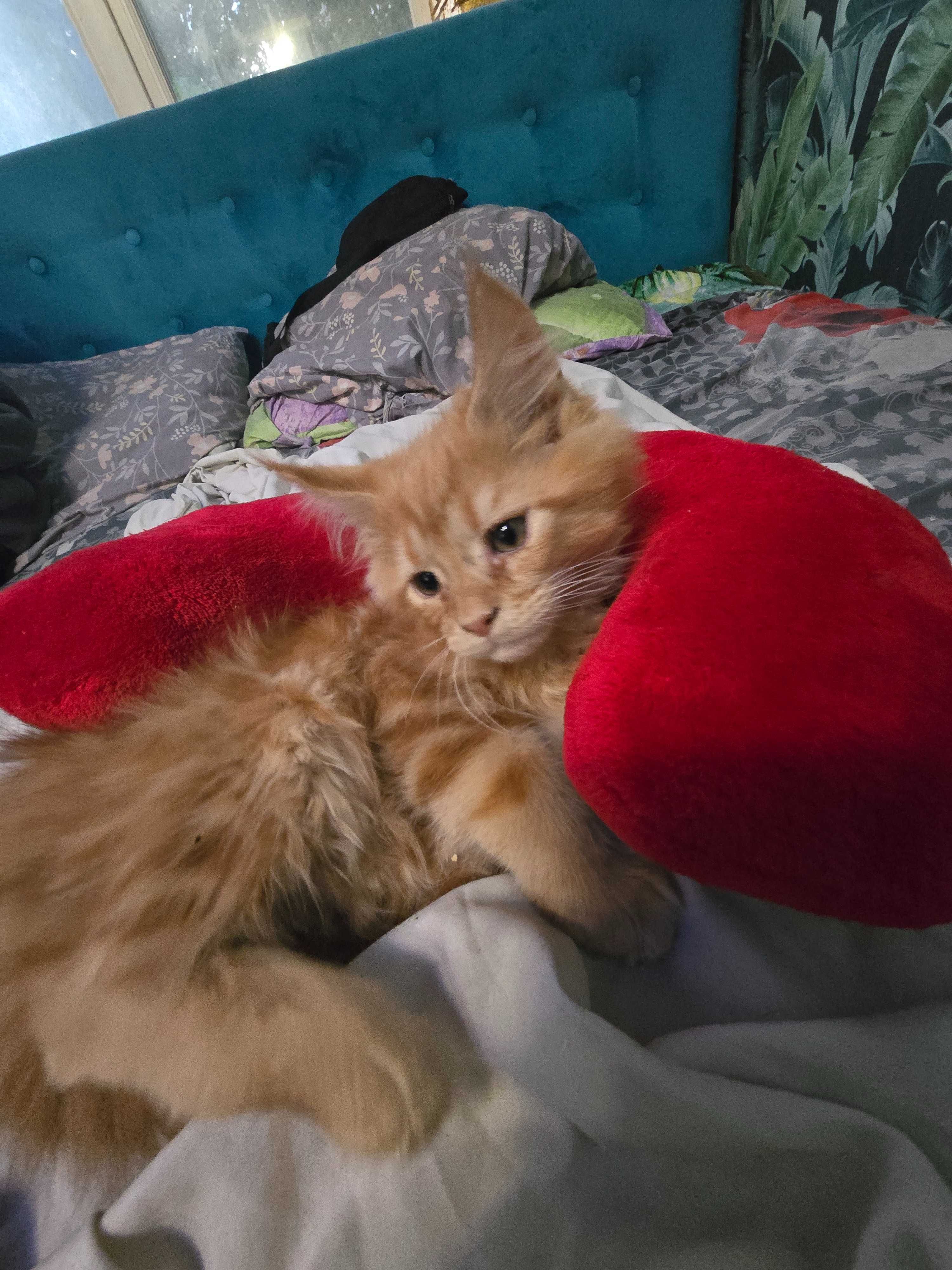 Котенок, девочка, мейн-кун