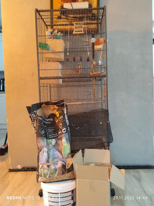 Papugi faliste z klatką