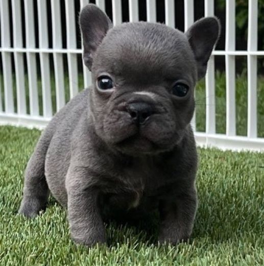 Блакитний.  Малиш !