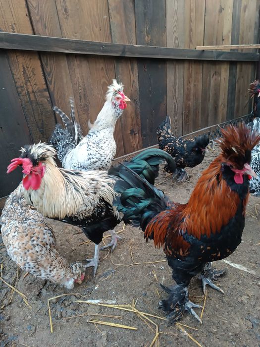 Sprzedam koguty czubatki