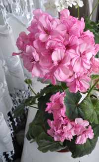 Пеларгония ( герань) Розовая махровая .