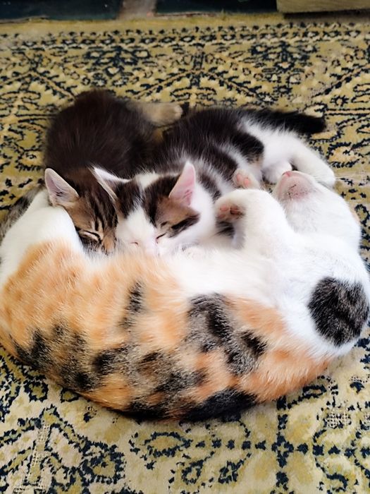 Котята отдаю в хорошие руки