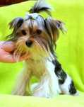 Colorful Yorkshire Terrier Biewer piesek mini rodowód Teodor