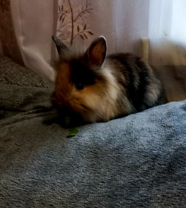 Декоративні кролики