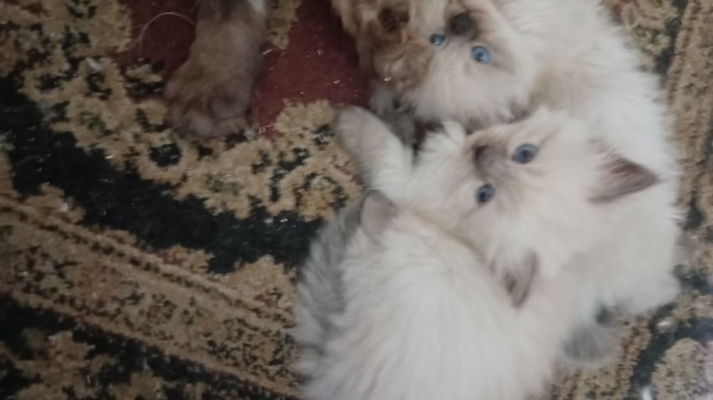 Невська маскарадна кошенята 1 міс, бронь