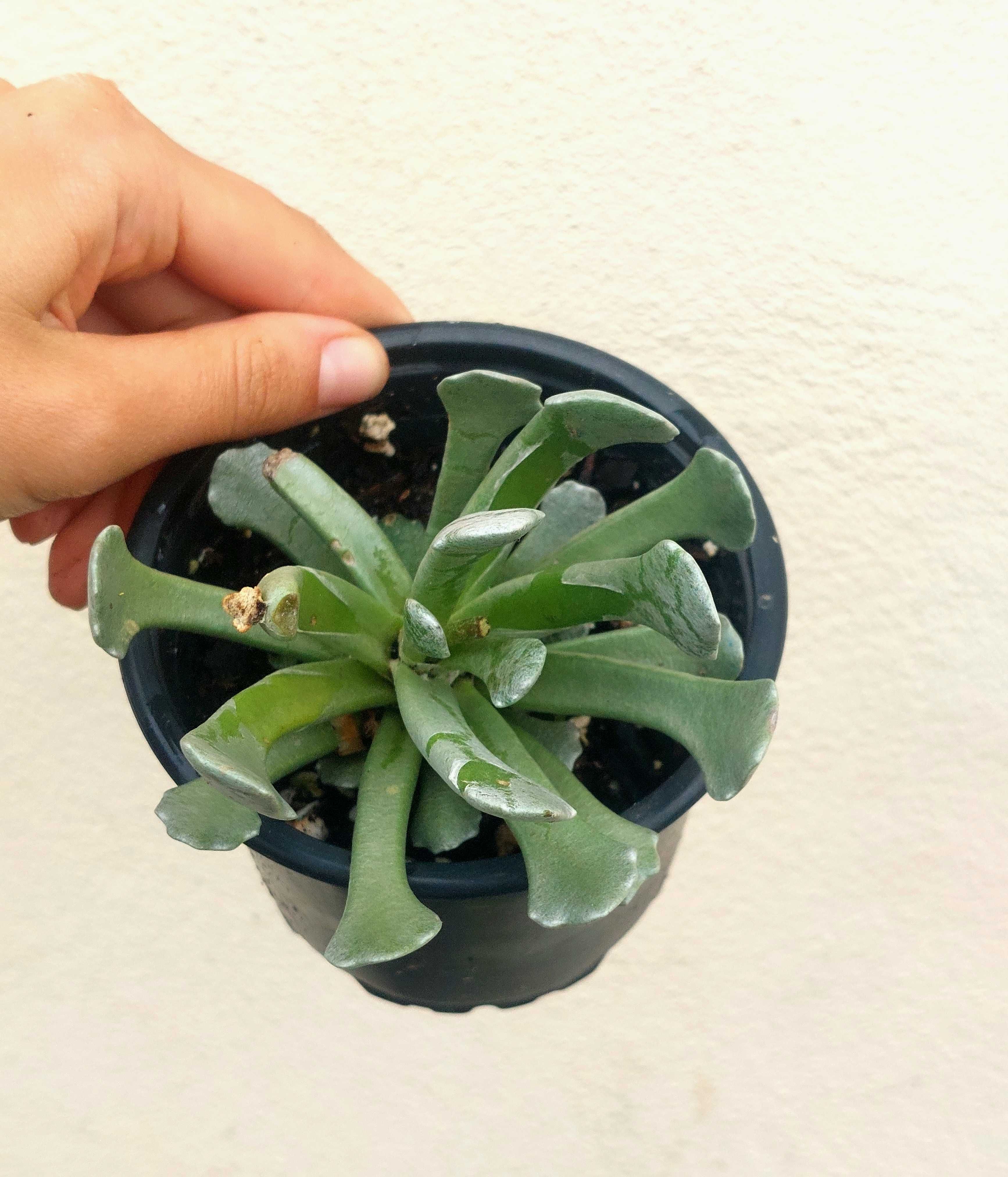 Suculenta variadas 5€/uni
