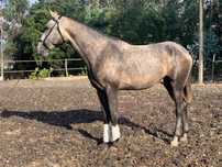 Cavalo lusitano(By Isco ss)