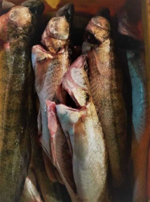 Sandacz żywy, świeży, patroszony