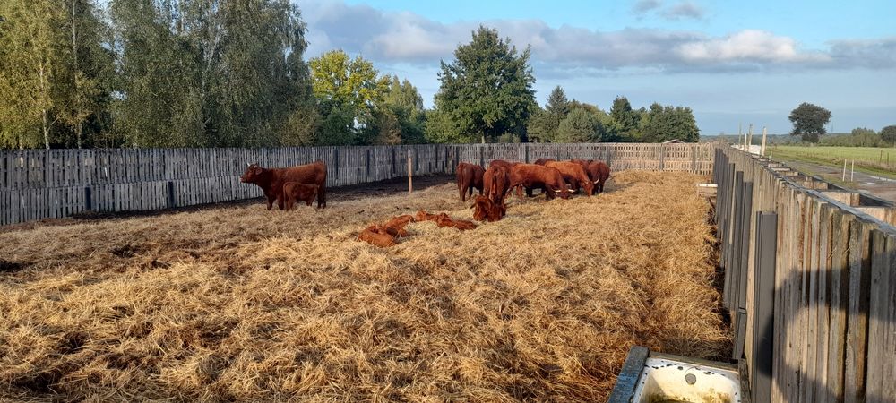 Krowy salers , buhaj, odsadki