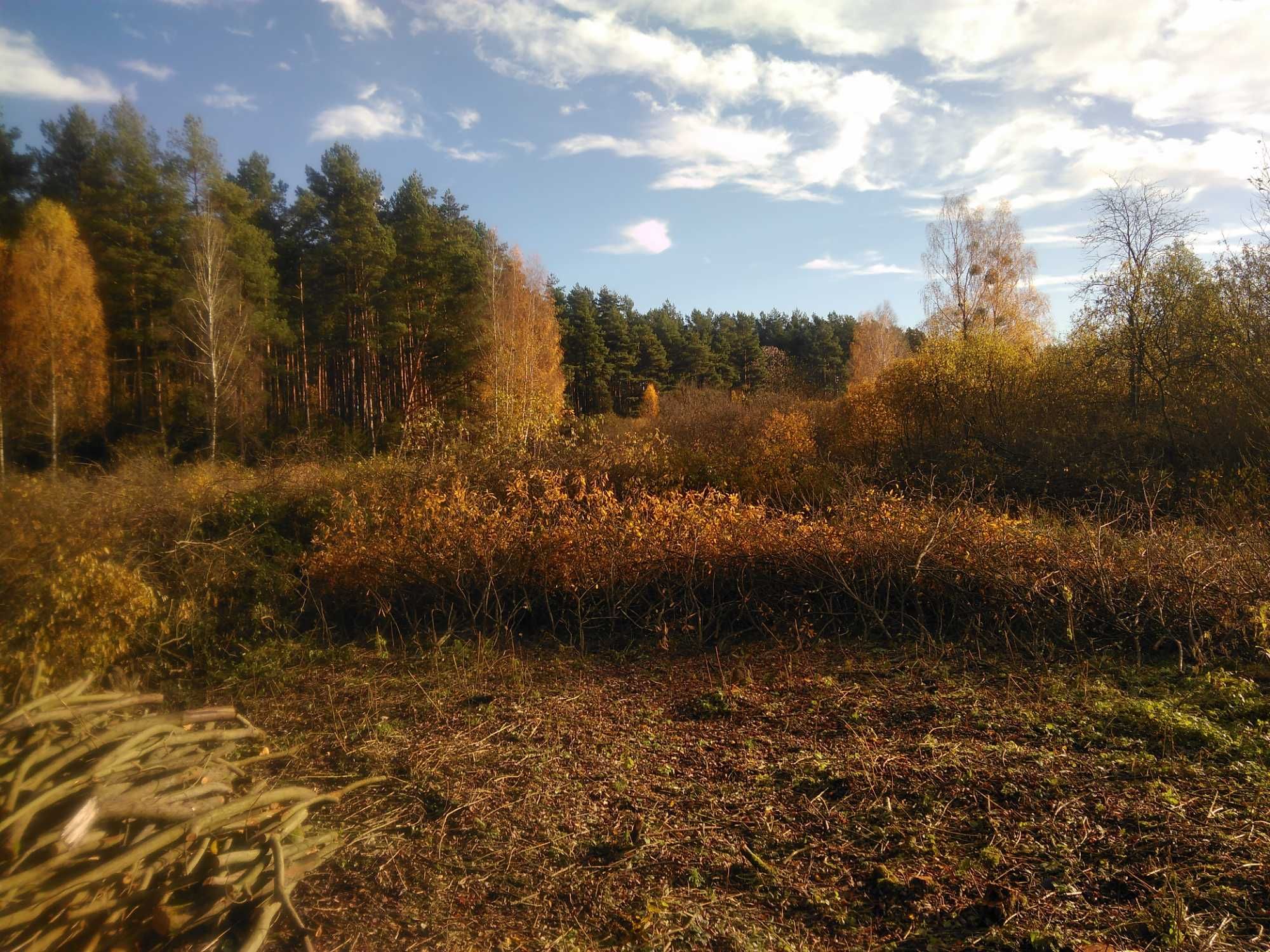 Karczowanie, wycinka drzew, samosiejek. Usuwanie korzeni.