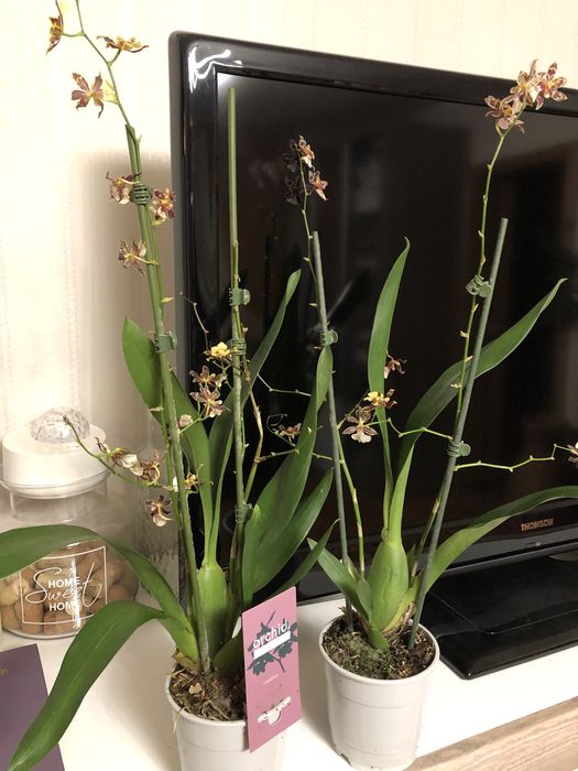 Орхідея,    камбрія 2 шт