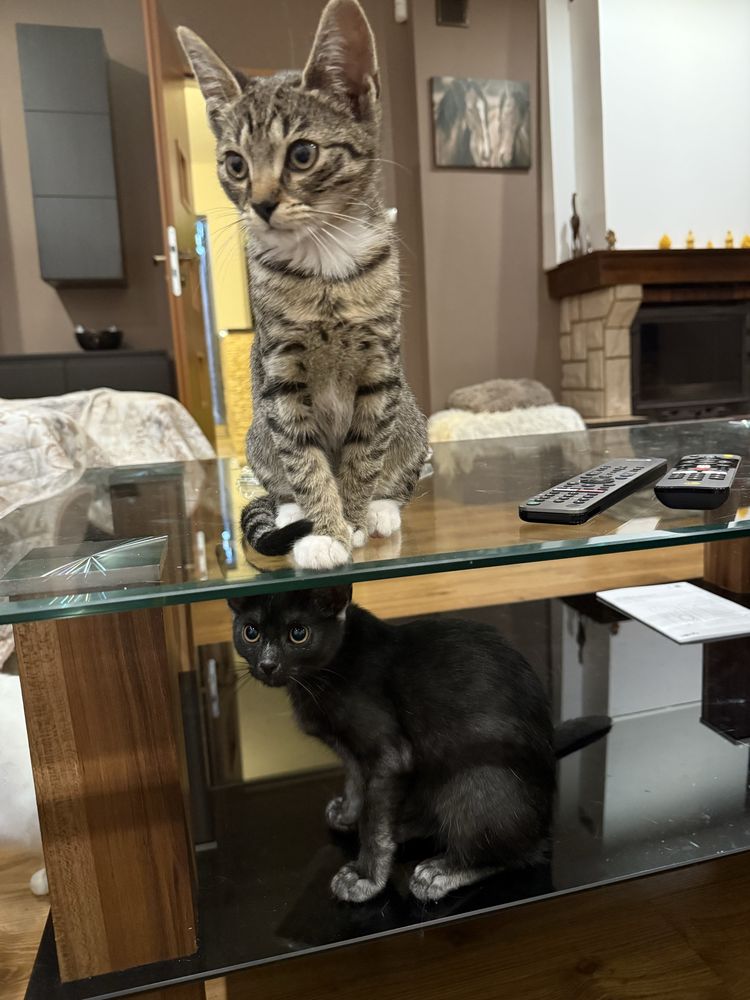 4 mies. kociaki do adopcji