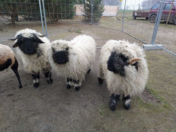 Owce walliserskie