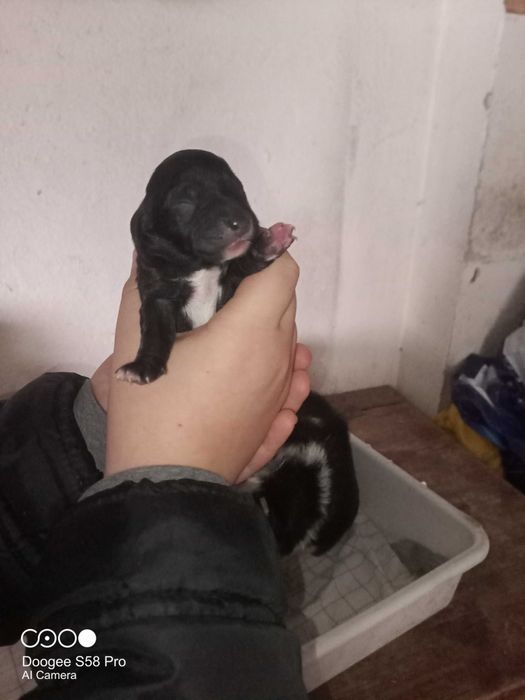 Oddam pieski pieska szczeniaki szczeniaka