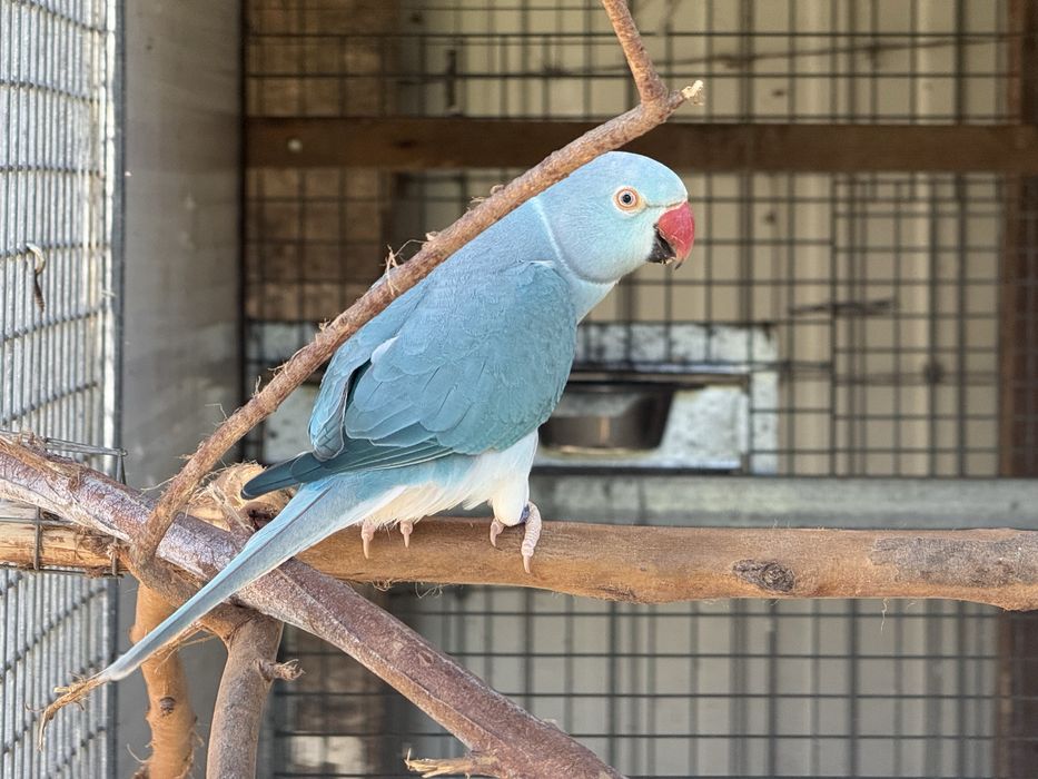Ring Neck Azul Cc