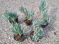 Plantas Senecio Serpens