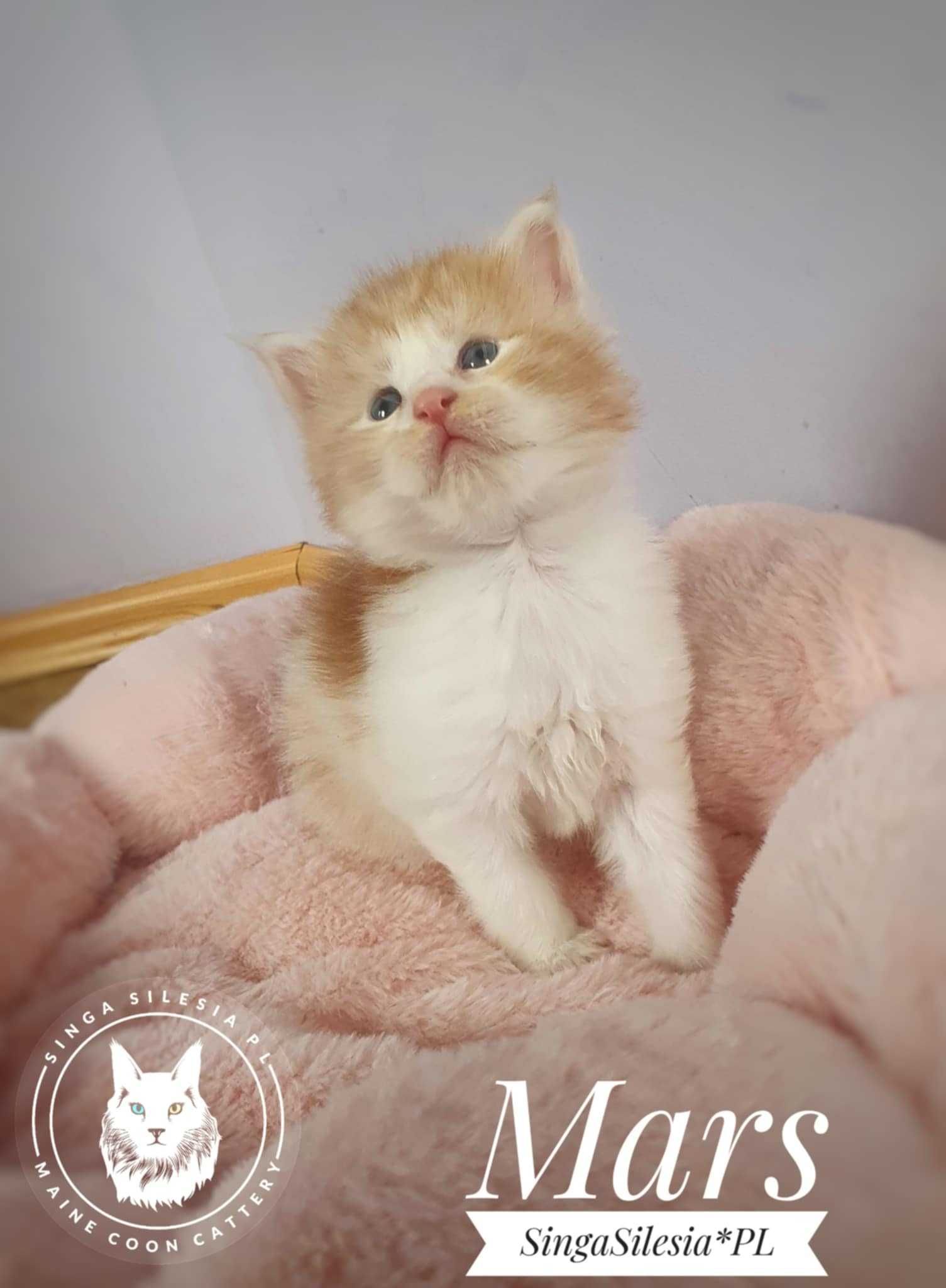 Srebrzysty rudy pręgowany z bielą Mars, kocurek Maine Coon