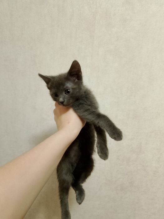 ВІДДАМ В ДОБРІ РУКИ двох маленьких кошенят !!!