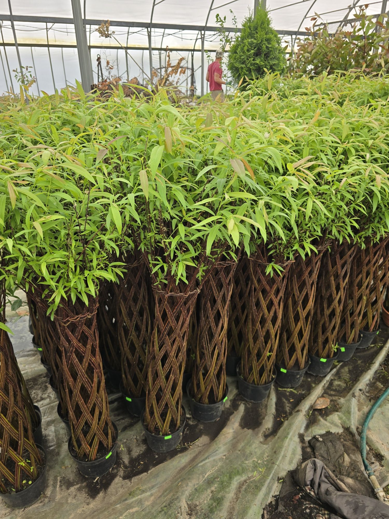 Wierzba pleciona 220 cm salix americana polska palma zielona gora