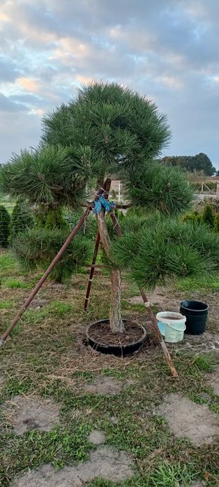 Cyprysowiec ,Castlewellan 250 cm tuje szmaragd