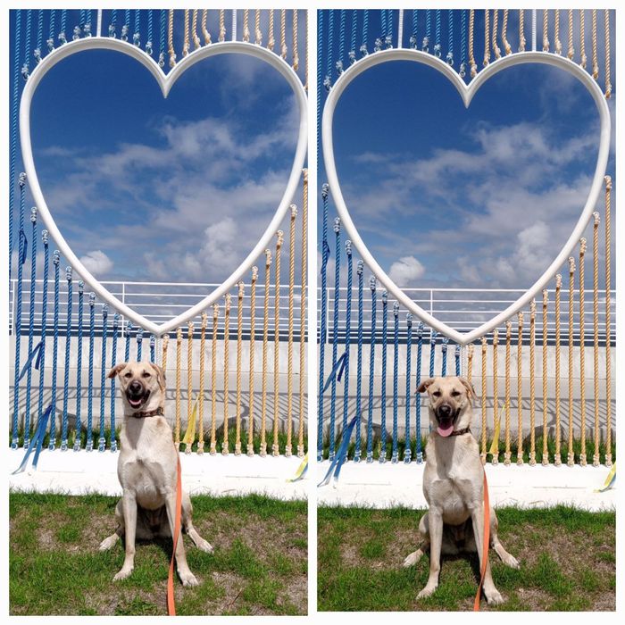 Отдам даром в добрые руки собаку метис овчарки и лабрадора