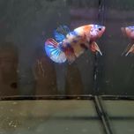 Bojownik HMPK multicolor