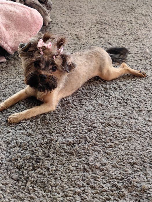 Śliczna sunia Ocean Pearl odchowana