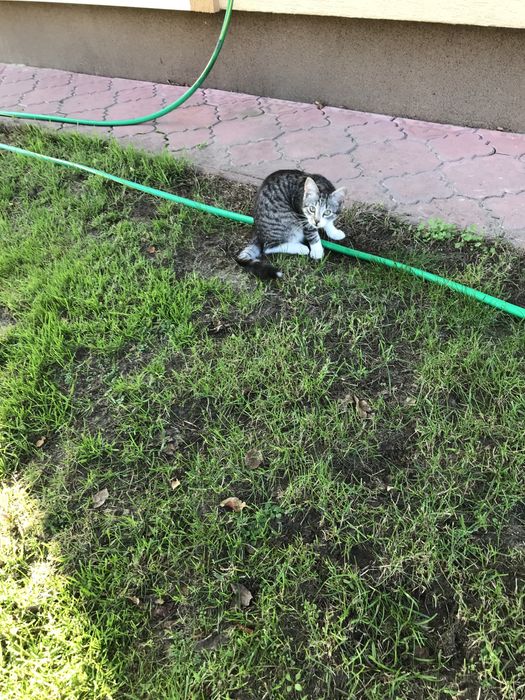 Słodka kotka śliczna