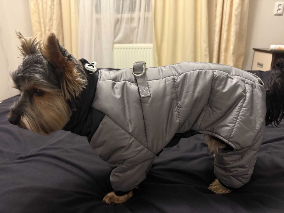 одяг для собачки