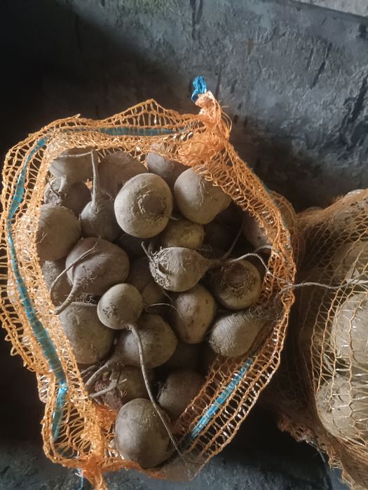 Drobne buraki na przetwory