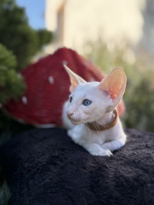 Орієнтальні коти. Ориенталы. Орієнтальні кошенята