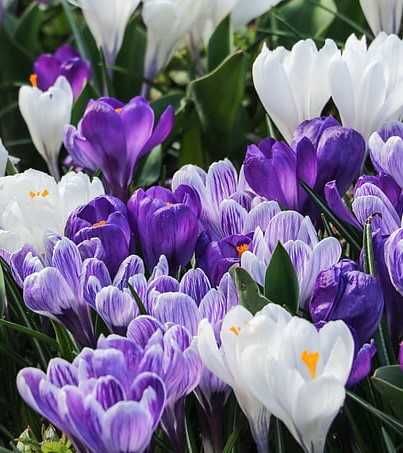 Krokusy mieszanka kilku odmian wielkokwiatowych 100 cebulek za 90 zł