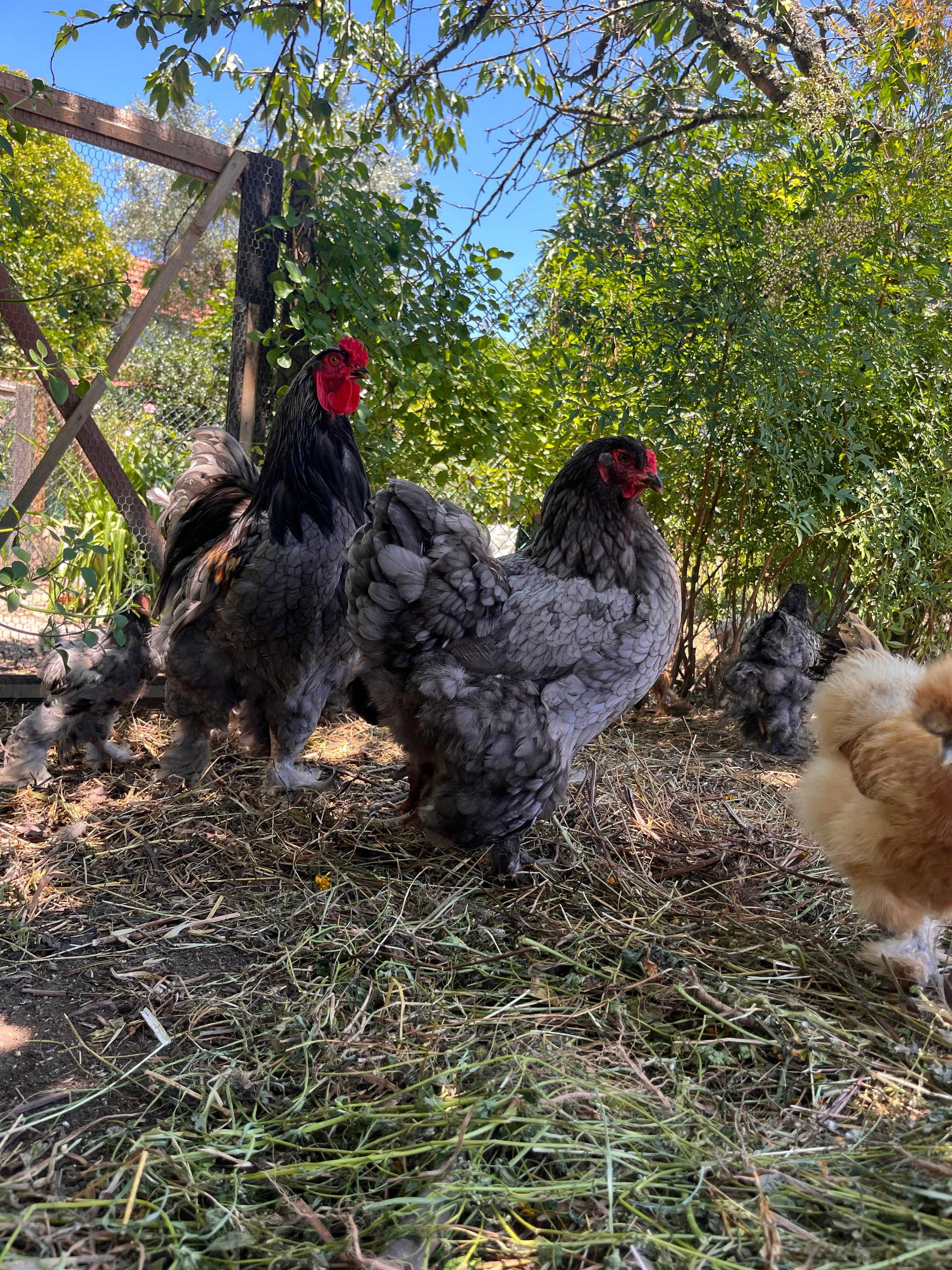 BRAHMA AZUL (ovos e aves)