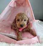 Cudowna suczka Maltipoo.